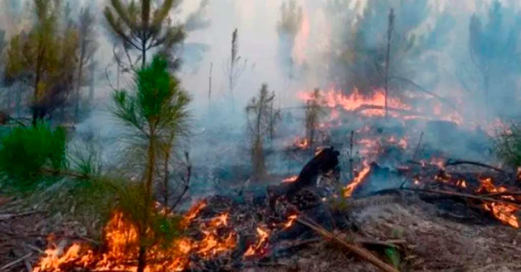 Lee más sobre el artículo Comunicado | Incendios en Corrientes